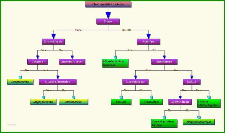 Access Vorlage Stammbaum