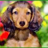 Analyse Satire Muster 3 Analyse Satire Muster