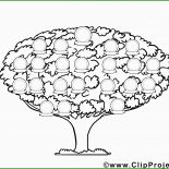 Baum Steckbrief Vorlage
