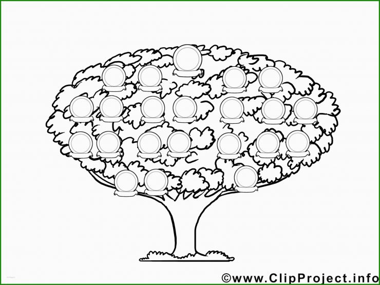 Baum Steckbrief Vorlage