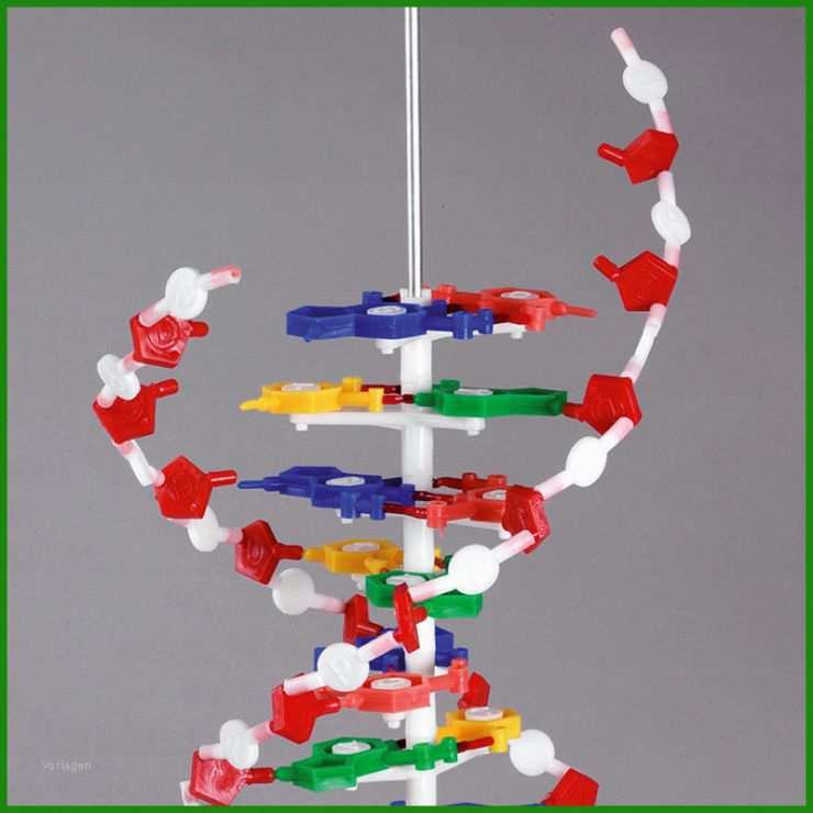 Dna Modell Basteln Vorlage 6 Dna Modell Basteln Vorlage