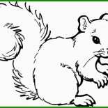 Eichhörnchen Basteln Vorlage