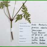Herbarium Etiketten Vorlagen