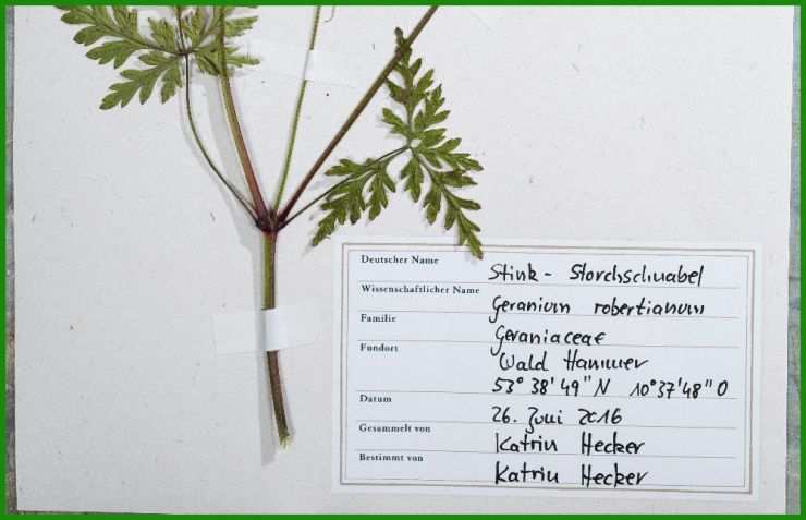 Herbarium Etiketten Vorlagen