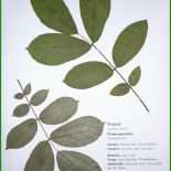 Herbarium Steckbrief Vorlage