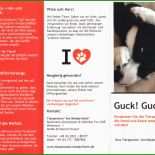 Hund Vermisst Flyer Vorlage