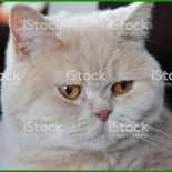 Katzen Stammbaum Vorlage 4 Katzen Stammbaum Vorlage