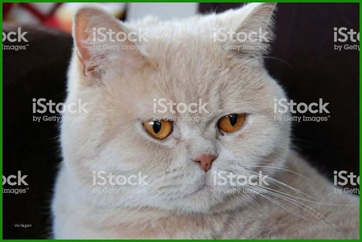 Katzen Stammbaum Vorlage