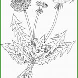 Löwenzahn Basteln Vorlage