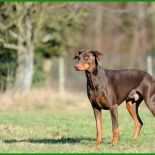 Mietvertrag Kündigen Hund