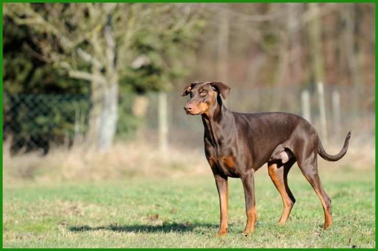 Mietvertrag Kündigen Hund