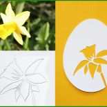Narzisse Basteln Vorlage