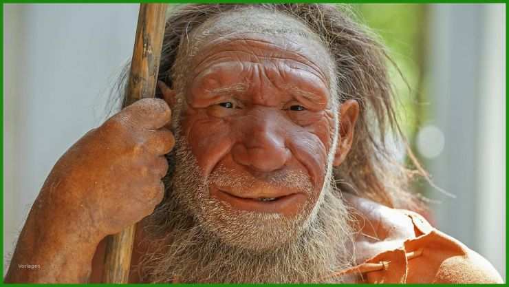 Neandertaler Steckbrief Muster
