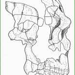 Neandertaler Steckbrief Vorlage