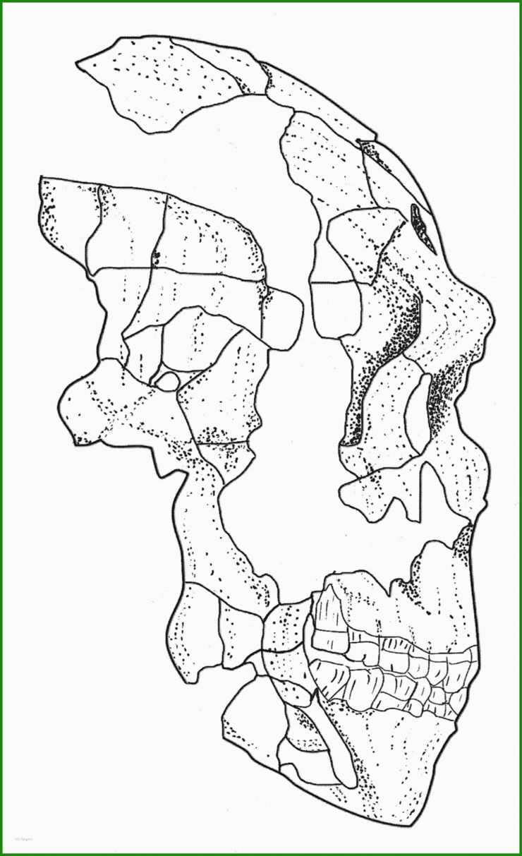 Neandertaler Steckbrief Vorlage