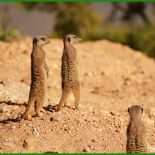 Steckbrief Biologie Vorlage