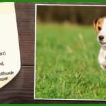 Steckbrief Hund Grundschule Vorlage 6 Steckbrief Hund Grundschule Vorlage