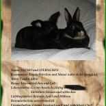 Steckbrief Vogel Vorlage