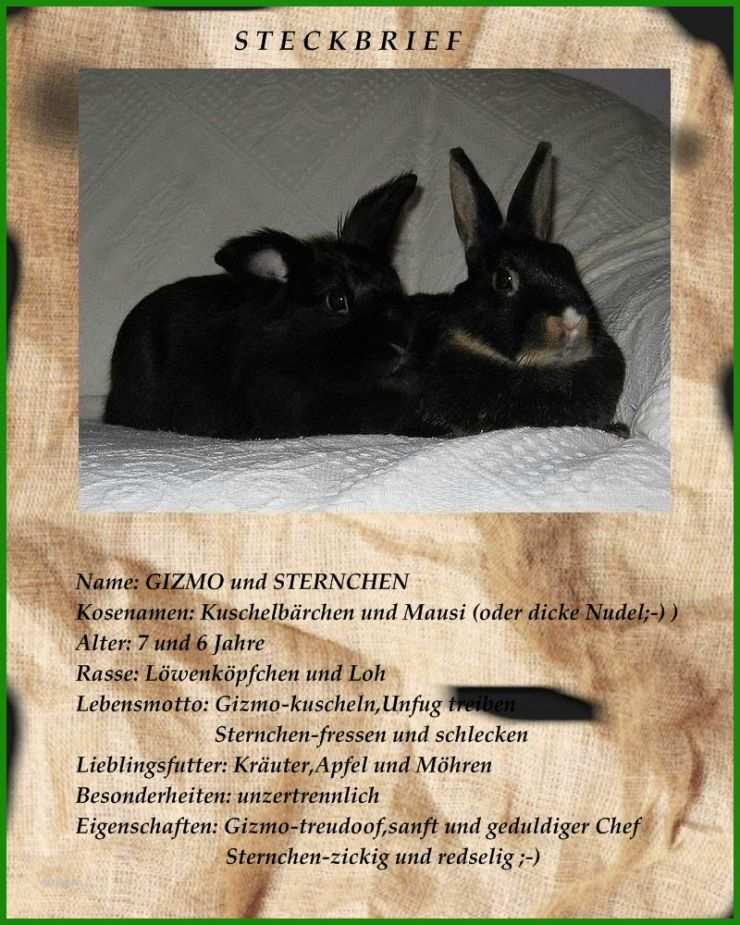 Steckbrief Vogel Vorlage