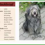 Steckbrief Vorlage Haustier