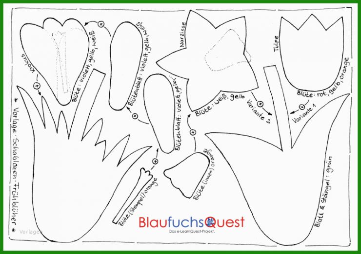 Tulpe Vorlage Zum Basteln
