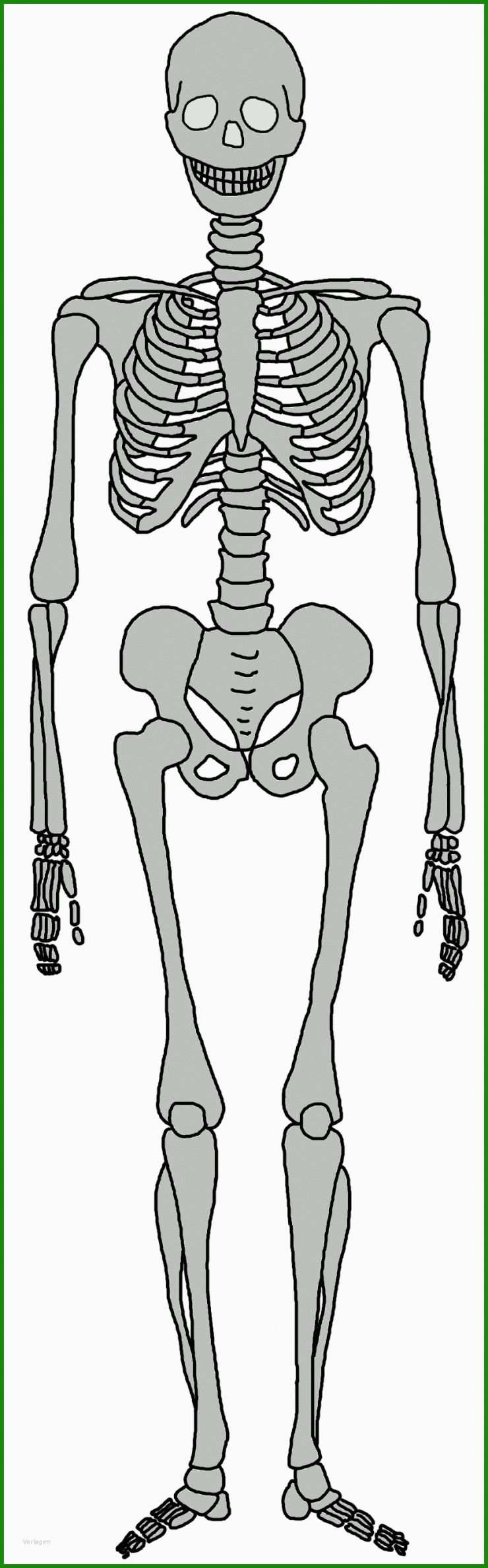 Vorlage Skelett Basteln 5 Vorlage Skelett Basteln